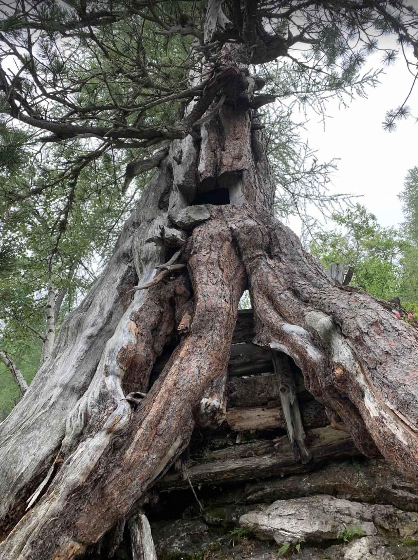 L’albero-garitta: un’eredità vivente della Grande Guerra sulle Dolomiti